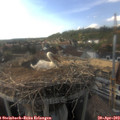 17_15-nest.jpg