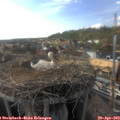 17_20-nest.jpg