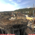 17_25-nest.jpg