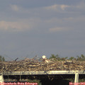 17_30-mast.jpg