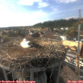 17_30-nest.jpg