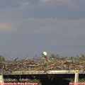 17_35-mast.jpg