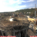 17_35-nest.jpg