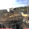 17_40-nest.jpg