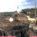 17_45-nest.jpg