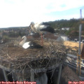 17_50-nest.jpg