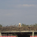 17_55-mast.jpg
