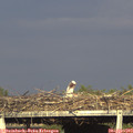 18_00-mast.jpg