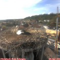 18_00-nest.jpg