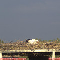 18_05-mast.jpg