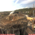18_05-nest.jpg