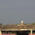 18_10-mast.jpg