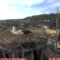 18_10-nest.jpg