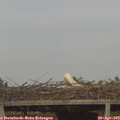 18_15-mast.jpg