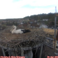 18_15-nest.jpg