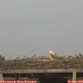 18_20-mast.jpg