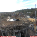 18_25-nest.jpg