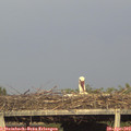 18_30-mast.jpg