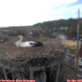 18_30-nest.jpg