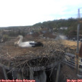 18_35-nest.jpg