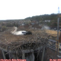 18_40-nest.jpg