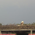 18_45-mast.jpg