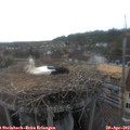 18_45-nest.jpg