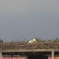 18_50-mast.jpg