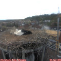 18_50-nest.jpg