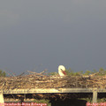 18_55-mast.jpg