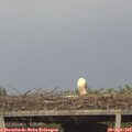 19_00-mast.jpg
