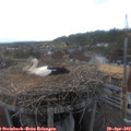 19_00-nest.jpg