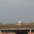 19_05-mast.jpg