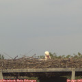 19_10-mast.jpg