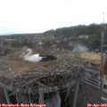 19_10-nest.jpg