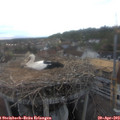 19_15-nest.jpg