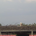 19_20-mast.jpg