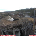 19_20-nest.jpg