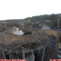 19_25-nest.jpg