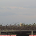 19_30-mast.jpg