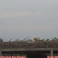 19_35-mast.jpg