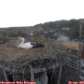 19_35-nest.jpg