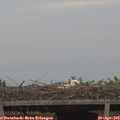 19_45-mast.jpg