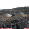 19_45-nest.jpg