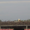 19_50-mast.jpg