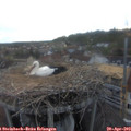 19_50-nest.jpg