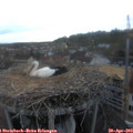20_00-nest.jpg