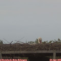 20_05-mast.jpg