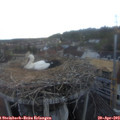 20_05-nest.jpg