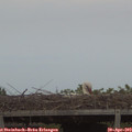 20_10-mast.jpg